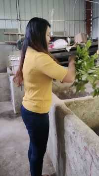 断粮了，吃树叶！