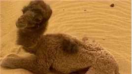 沙漠发现一只刚出生的骆驼，有经验的老哥说大骆驼会回来接它走，好神奇！