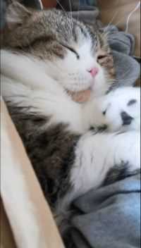 真的不怪我，猫在怀里，实在没办法早起，打扰到它多不合适。