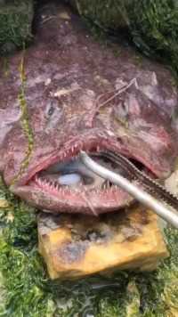嘴这么大的鱼你们见过吗？