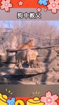 来微视，玩转互动视频。