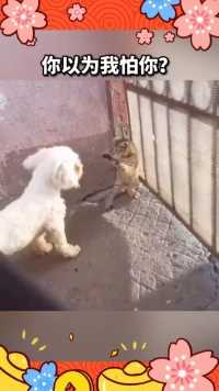 来微视，玩转互动视频。