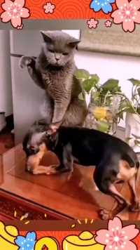 来微视，玩转互动视频。