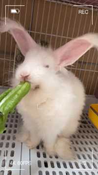 吃播上线！兔兔第一次吃莴笋叶（叶子洗干净、纯净水泡一泡、然后擦干水份）#安哥拉兔 #兔子原声
