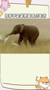 这头大象想干什么   