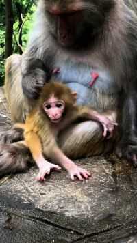小猴子很听话，就算是妈妈在旁边，也不会捣乱