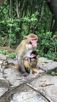 这只猴子吃东西太着急了，所以才这样，等会就好了