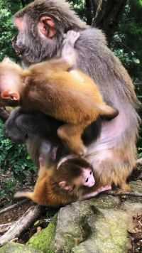 这两个小猴子太调皮了，不让猴妈妈吃饭，看孩子太累了