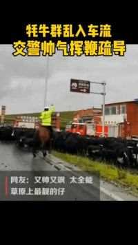 一群牦牛突然闯进公路，交警及时赶到，策马扬鞭一路疏导