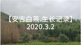2020.3.2安吉白茶生长记录，今年vs去年对比长势