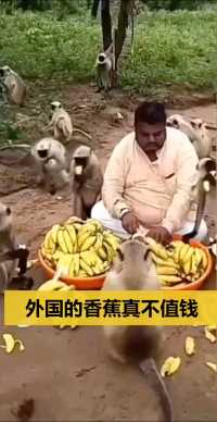   外国的香蕉真的不值钱，都拿来喂猴子，而且还是成筐的！