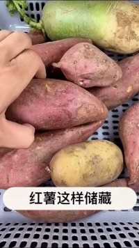  这样储存红薯，一个冬天都不会发芽不会坏，赶紧收藏！#我是生活小能手 