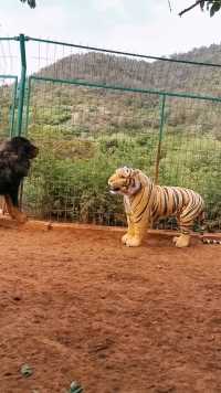 藏獒的战斗力不是很强吗，一个玩偶老虎，就把它吓住了！