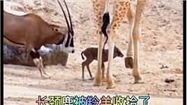 长颈鹿被羚羊收拾了