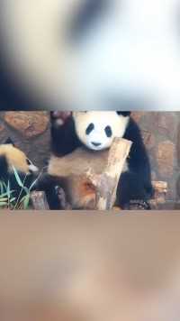 #大熊猫 奶爸和奶妈的快乐，你根本想象不到！！@PANDAPIA