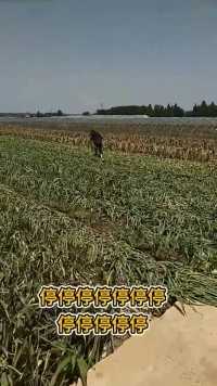 城市媳妇过来干农活，半天没看着她，就拔了半亩玉米！