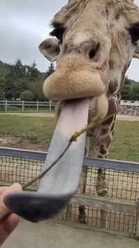 第一次看见长颈鹿，原来它不仅脖子长，舌头也很长！