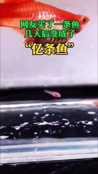 网友买了一条鱼，几天后，变成了“亿条鱼”！