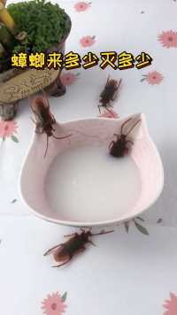 蟑螂最害怕这个味道了，放一碗在家里永远都没有蟑螂