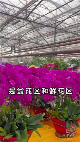 郑州花卉市场省钱！5372