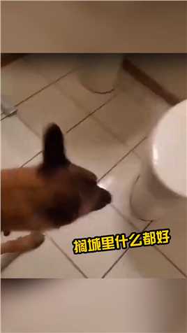 这是谁家的狗子这是谁家的狗子，蹲马桶的动作那叫一个娴熟！
