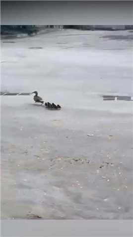 遛娃遛丢了的鸭妈妈找到了！看她怎么说