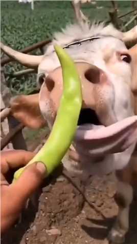 老牛不吃嫩草吃辣椒了？