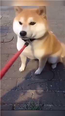 陪逛街的男朋友是什么品种？怎么拉都不走！