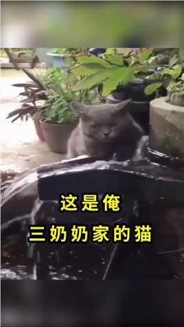 这些奇葩的动物迷惑行为，我是自愧不如！