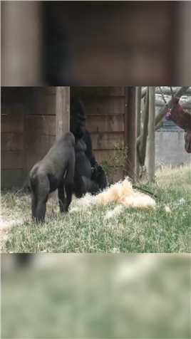 猩猩爸爸敷衍熊孩子的要求