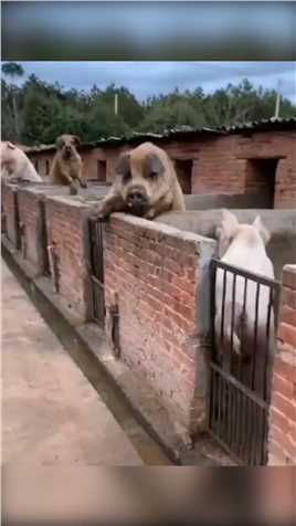 前任有多丑，当初脑子就进了多少水