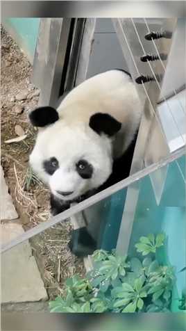 动物园了不敌系列：大熊猫为渣男熬夜黑了眼圈！