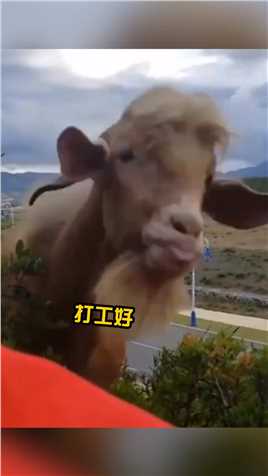 打工人打工魂，打工都是人上人！