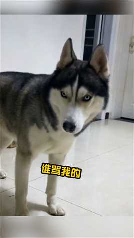 打喷嚏肯定是有人骂我的！