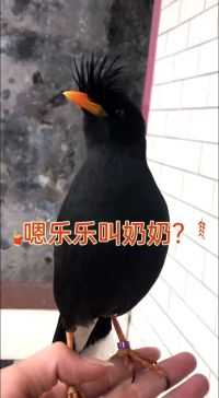 小家伙可讨老人家开心了