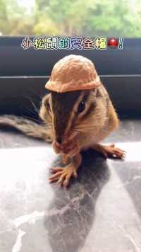 小松鼠的安全帽！