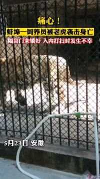 痛心！蚌埠一饲养员被老虎袭击身亡，隔离门未锁好，入内打扫时不幸发生