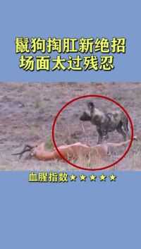 鬣狗捕杀小鹿的全过程，我简直不敢看下去，太可怕了！  