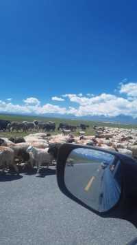 新藏线12天

走独库到达巴音布鲁克大草原遇到一群与众不同羊
我想放羊了，不走了