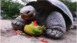 玄武神龟，见着好运，今天吃瓜 大吉大利