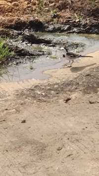 污水流淌的地面，小鸟也吃得下水里的东西，不生病吗？