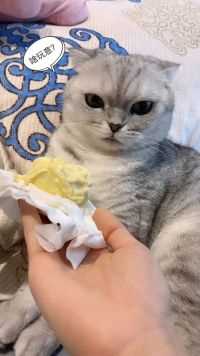 猫咪喜不喜欢榴莲的味道吗  