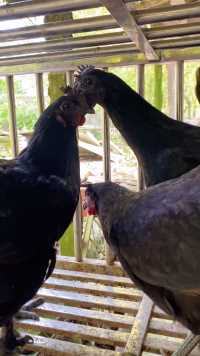 如果不是生活的无奈，谁愿逼的自己一身才华，杀鸡能手