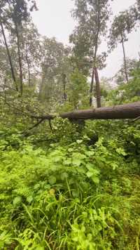 现在的人,不怕没饭吃,就怕没电没WiFi, 昨晚大风把电线杆都吹断咯,已经停电掉网 天了,不好过啊！