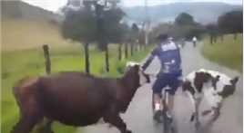 这牛对骑手是有多大意见啊！多看一眼都不爽的那种？
