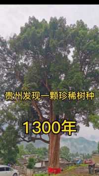 贵州发现一颗珍稀树种，树龄1300多年  