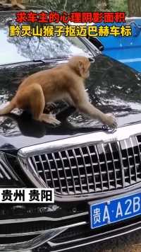 猴子也识货，专挑豪车玩，居然抠迈巴赫车标！