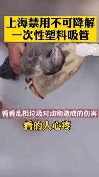 海龟在哭上海禁用不可降解一次性塑料吸管