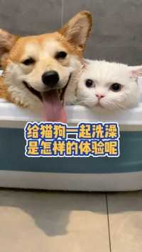 给猫狗一起洗澡，是一种什么样的体验！#萌宠出道计划