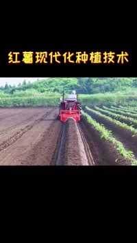 这样种红薯，一人能种100亩 #农业机械  #农业种植  #现代农业